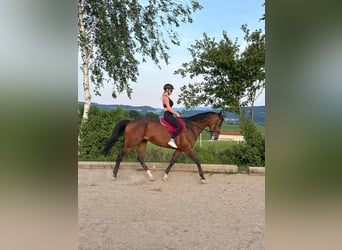 Holsteiner, Jument, 18 Ans, 168 cm, Bai