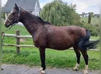 Holsteiner, Jument, 18 Ans, 168 cm, Bai