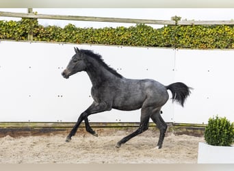 Holsteiner, Jument, 1 Année, 144 cm, Gris