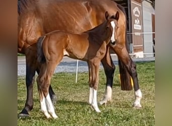 Holsteiner, Jument, 1 Année, 175 cm, Bai