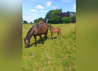 Holsteiner, Jument, 1 Année, Bai brun