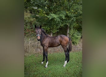Holsteiner, Jument, 1 Année, Bai brun foncé
