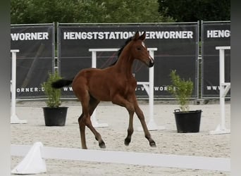 Holsteiner, Jument, 1 Année, Bai