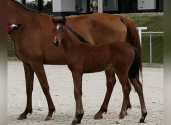 Holsteiner, Jument, 1 Année, Bai