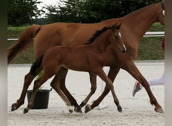 Holsteiner, Jument, 1 Année, Bai