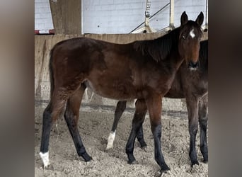 Holsteiner, Jument, 1 Année, Bai