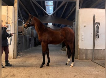 Holsteiner, Jument, 1 Année, Bai