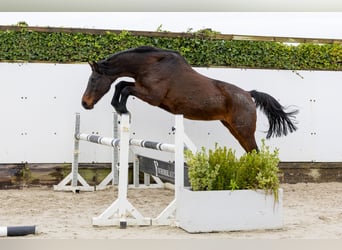 Holsteiner, Jument, 21 Ans, 167 cm, Bai