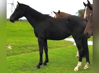 Holsteiner, Jument, 2 Ans, 155 cm, Bai brun