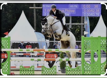 Holsteiner, Jument, 2 Ans, 165 cm, Bai
