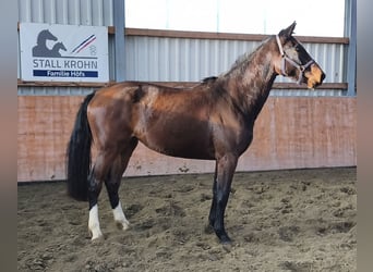 Holsteiner, Jument, 2 Ans, 170 cm, Bai