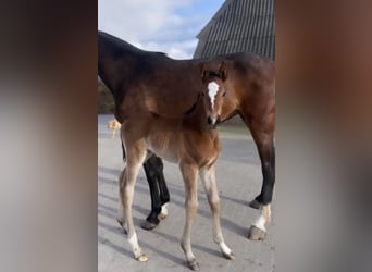 Holsteiner, Jument, 2 Ans, Bai