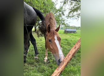 Holsteiner Croisé, Jument, 3 Ans, 155 cm, Alezan