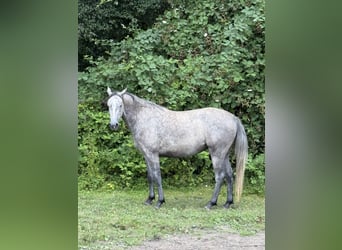 Holsteiner, Jument, 3 Ans, 157 cm, Gris