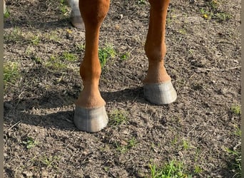 Holsteiner, Jument, 3 Ans, 160 cm, Alezan