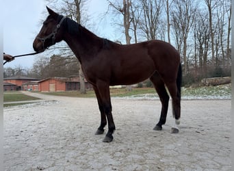 Holsteiner, Jument, 3 Ans, 160 cm, Bai