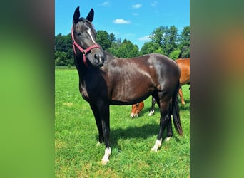 Holsteiner, Jument, 3 Ans, 162 cm, Bai brun