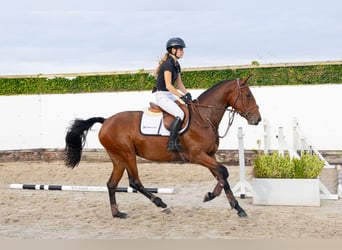 Holsteiner, Jument, 3 Ans, 163 cm, Bai
