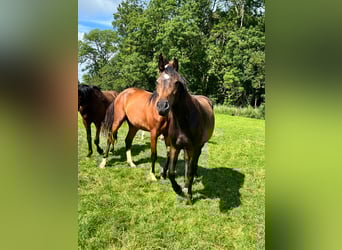 Holsteiner, Jument, 3 Ans, 164 cm, Bai brun