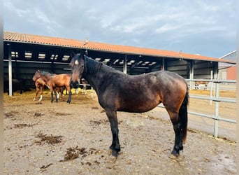 Holsteiner, Jument, 3 Ans, 164 cm, Bai brun