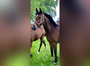 Holsteiner, Jument, 3 Ans, 164 cm, Bai