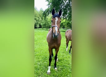 Holsteiner, Jument, 3 Ans, 164 cm, Bai
