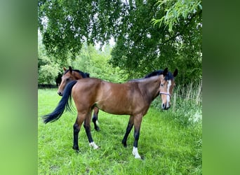 Holsteiner, Jument, 3 Ans, 164 cm, Bai