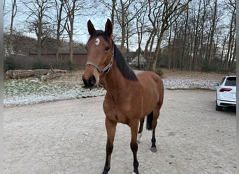 Holsteiner, Jument, 3 Ans, 164 cm, Bai clair