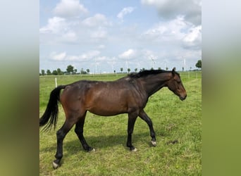 Holsteiner, Jument, 3 Ans, 165 cm, Bai brun foncé