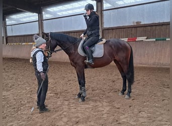 Holsteiner, Jument, 3 Ans, 165 cm, Bai brun foncé