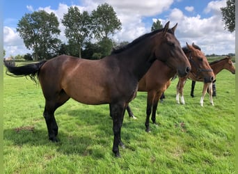 Holsteiner, Jument, 3 Ans, 165 cm, Bai brun foncé