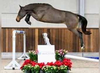 Holsteiner, Jument, 3 Ans, 167 cm, Bai cerise