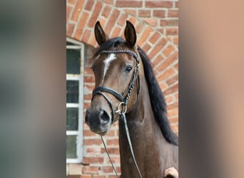 Holsteiner, Jument, 3 Ans, 167 cm, Bai