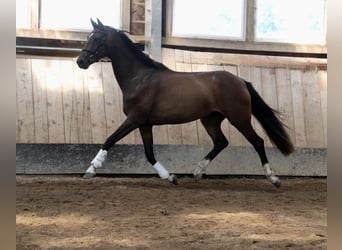 Holsteiner, Jument, 3 Ans, 167 cm, Bai