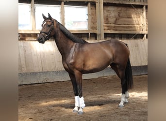 Holsteiner, Jument, 3 Ans, 167 cm, Bai