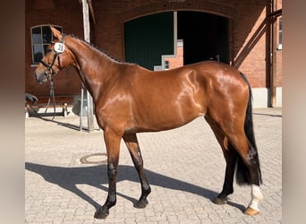 Holsteiner, Jument, 3 Ans, 167 cm, Bai