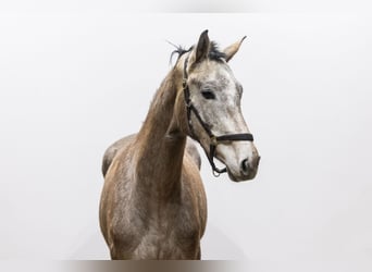 Holsteiner, Jument, 3 Ans, 167 cm, Gris