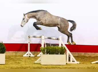 Holsteiner, Jument, 3 Ans, 167 cm, Gris