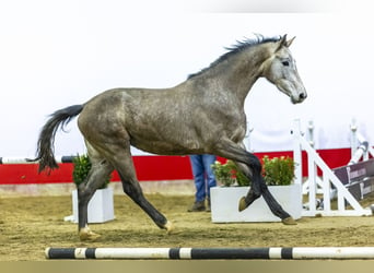 Holsteiner, Jument, 3 Ans, 167 cm, Gris