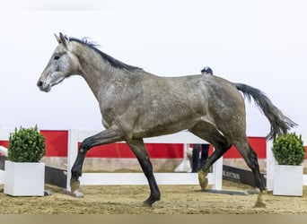 Holsteiner, Jument, 3 Ans, 167 cm, Gris