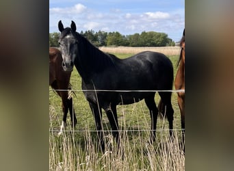 Holsteiner, Jument, 3 Ans, 168 cm, Gris