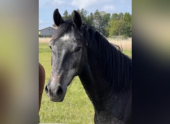 Holsteiner, Jument, 3 Ans, 168 cm, Gris