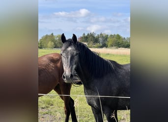 Holsteiner, Jument, 3 Ans, 168 cm, Gris