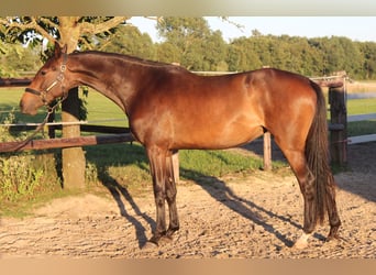 Holsteiner, Jument, 3 Ans, 169 cm, Bai brun foncé