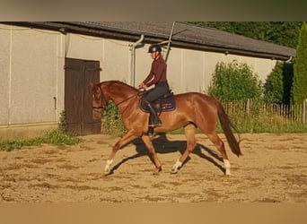 Holsteiner, Jument, 3 Ans, 170 cm, Alezan