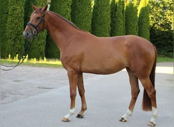 Holsteiner, Jument, 3 Ans, 170 cm, Alezan