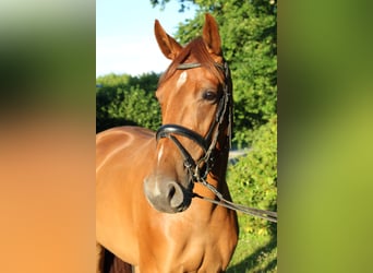 Holsteiner, Jument, 3 Ans, 170 cm, Alezan