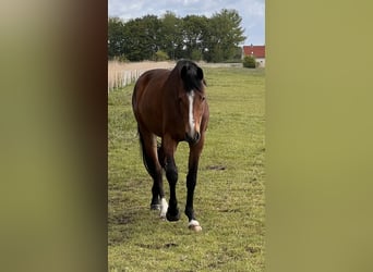 Holsteiner, Jument, 3 Ans, 170 cm, Bai