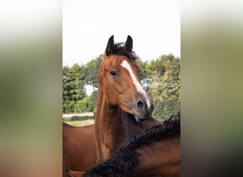 Holsteiner, Jument, 3 Ans, 170 cm, Bai
