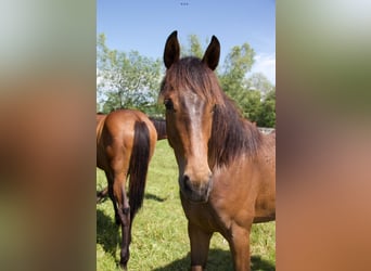 Holsteiner, Jument, 3 Ans, Bai